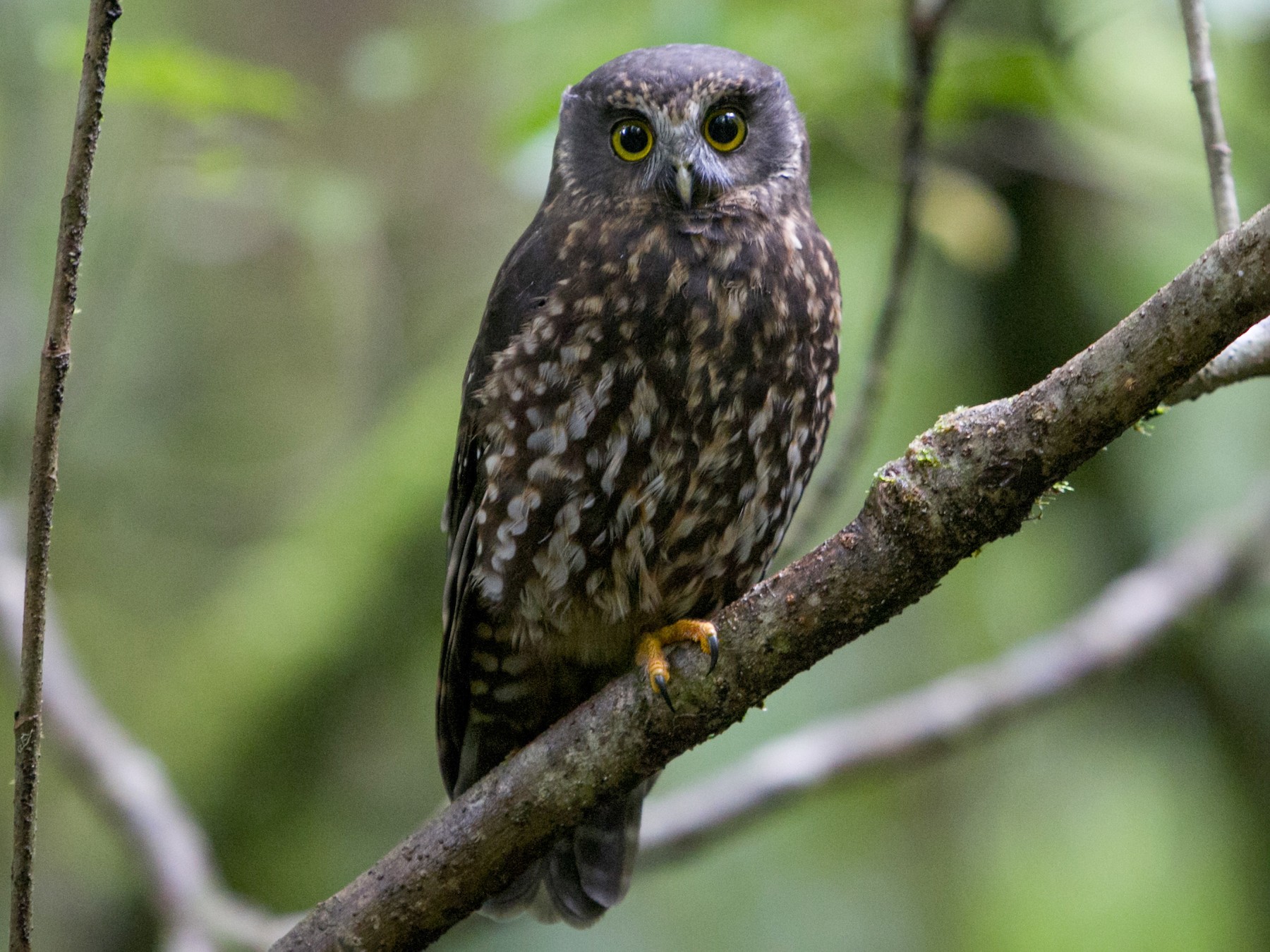 Morepork eBird