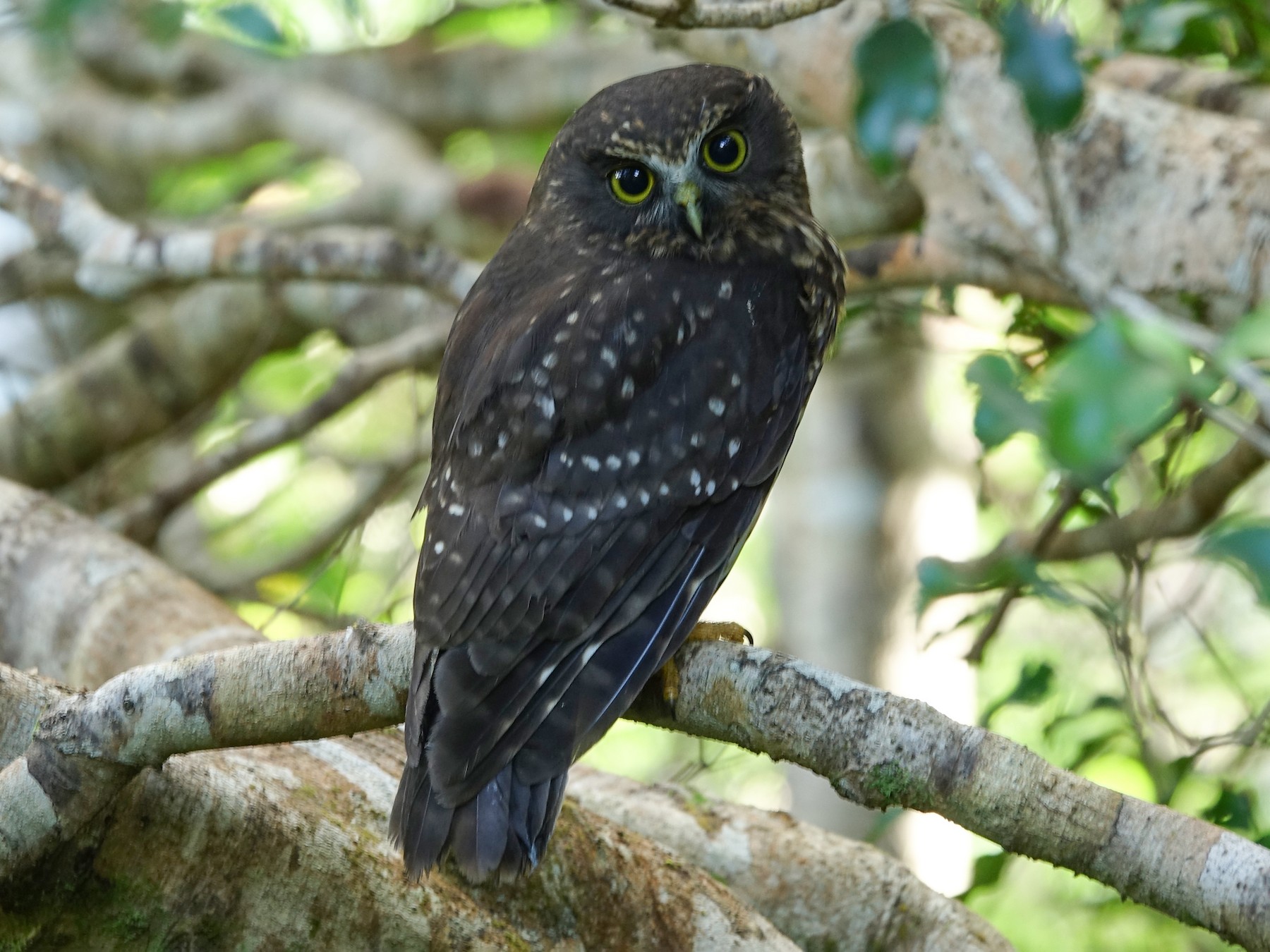 Morepork eBird