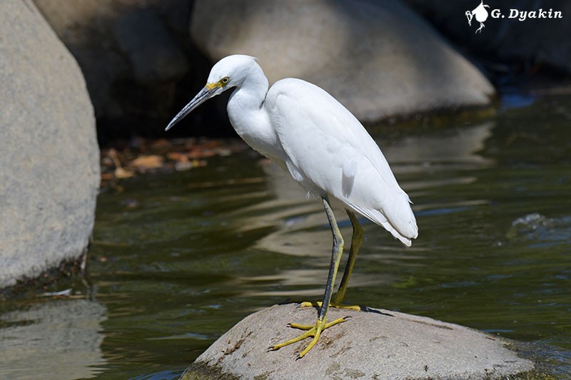 ml479940071-snowy-egret-macaulay-library