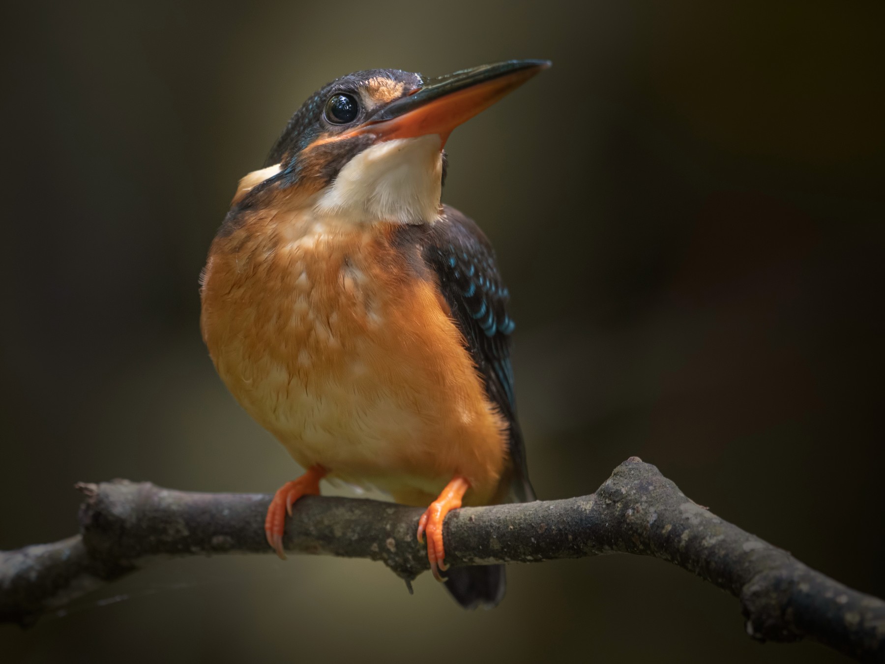 Malaysian Blue-banded Kingfisher - Wai Loon Wong