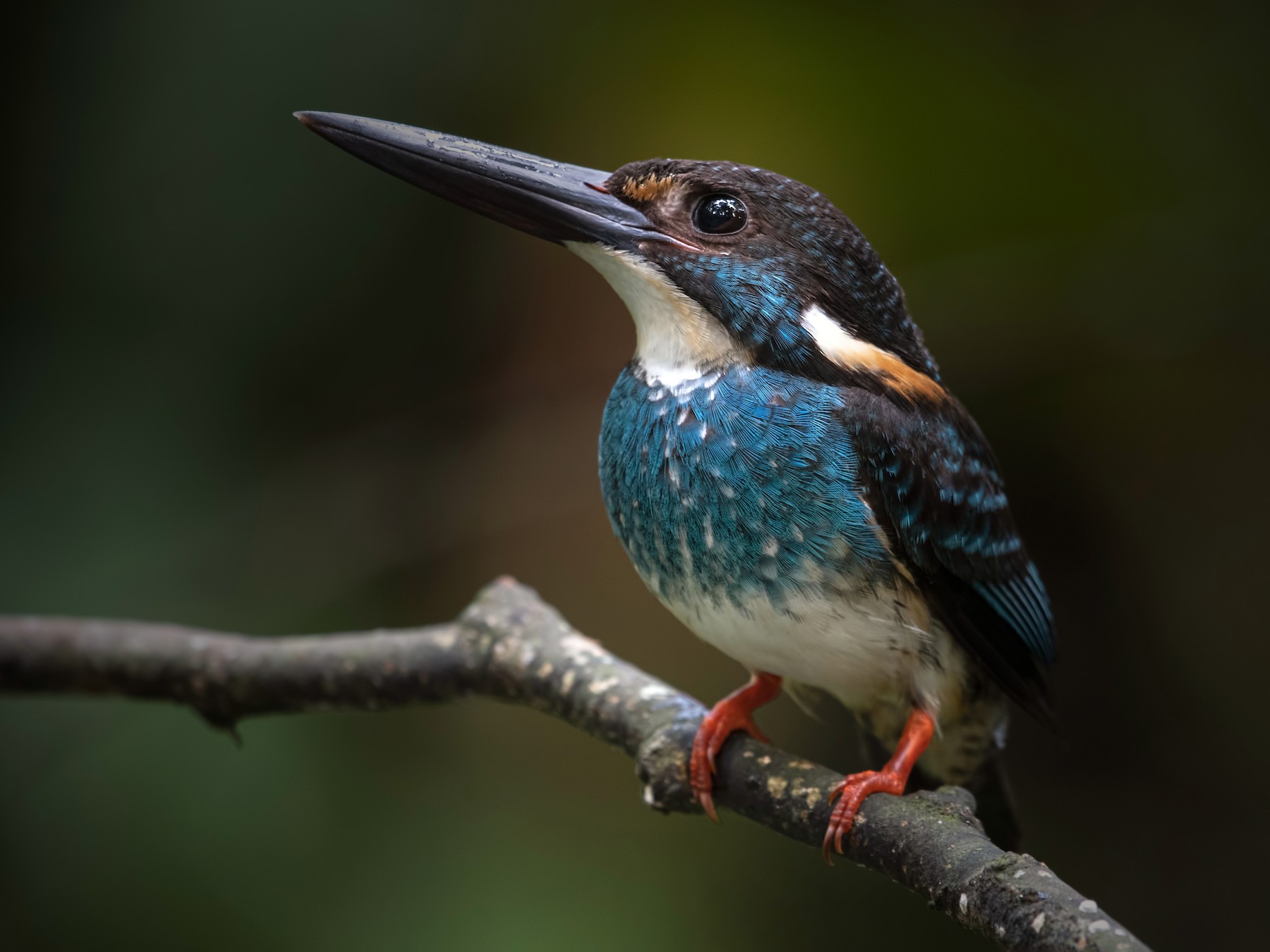 Malaysian Blue-banded Kingfisher - Wai Loon Wong