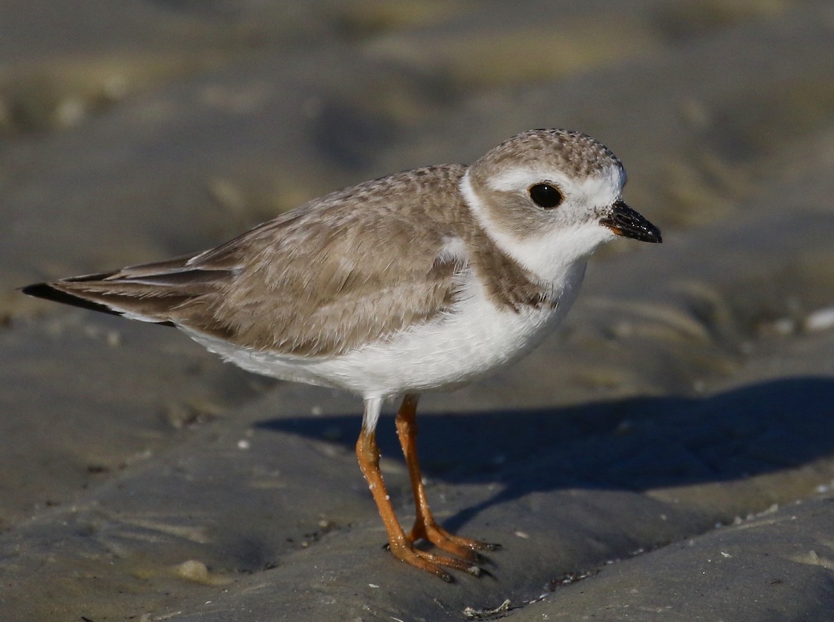Semipalmated Plover - ML47994511