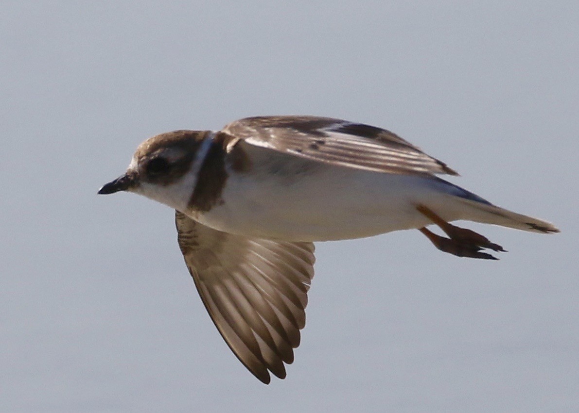 Semipalmated Plover - ML47994521