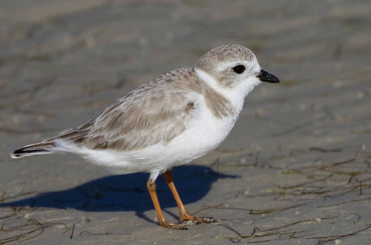 Piping Plover - ML47994571