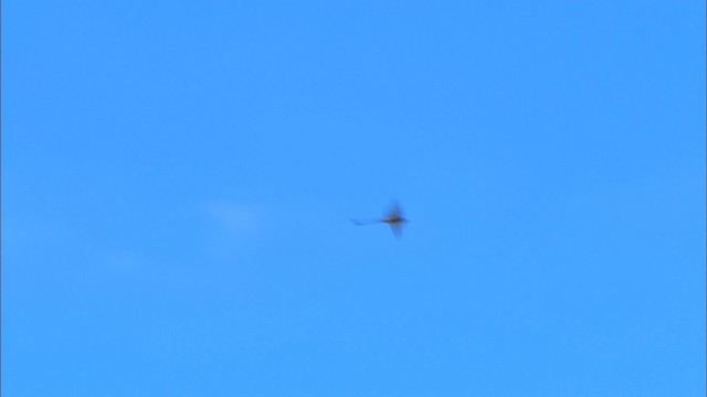 Scissor-tailed Flycatcher - ML479949