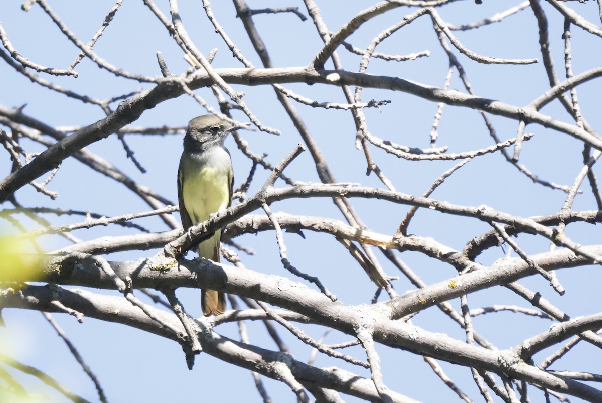 Great Crested Flycatcher - ML479950871