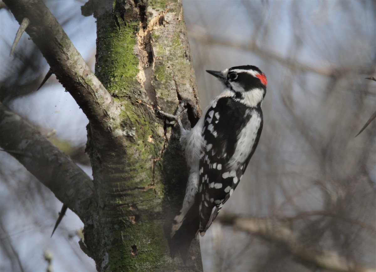 Downy Woodpecker - John Pike