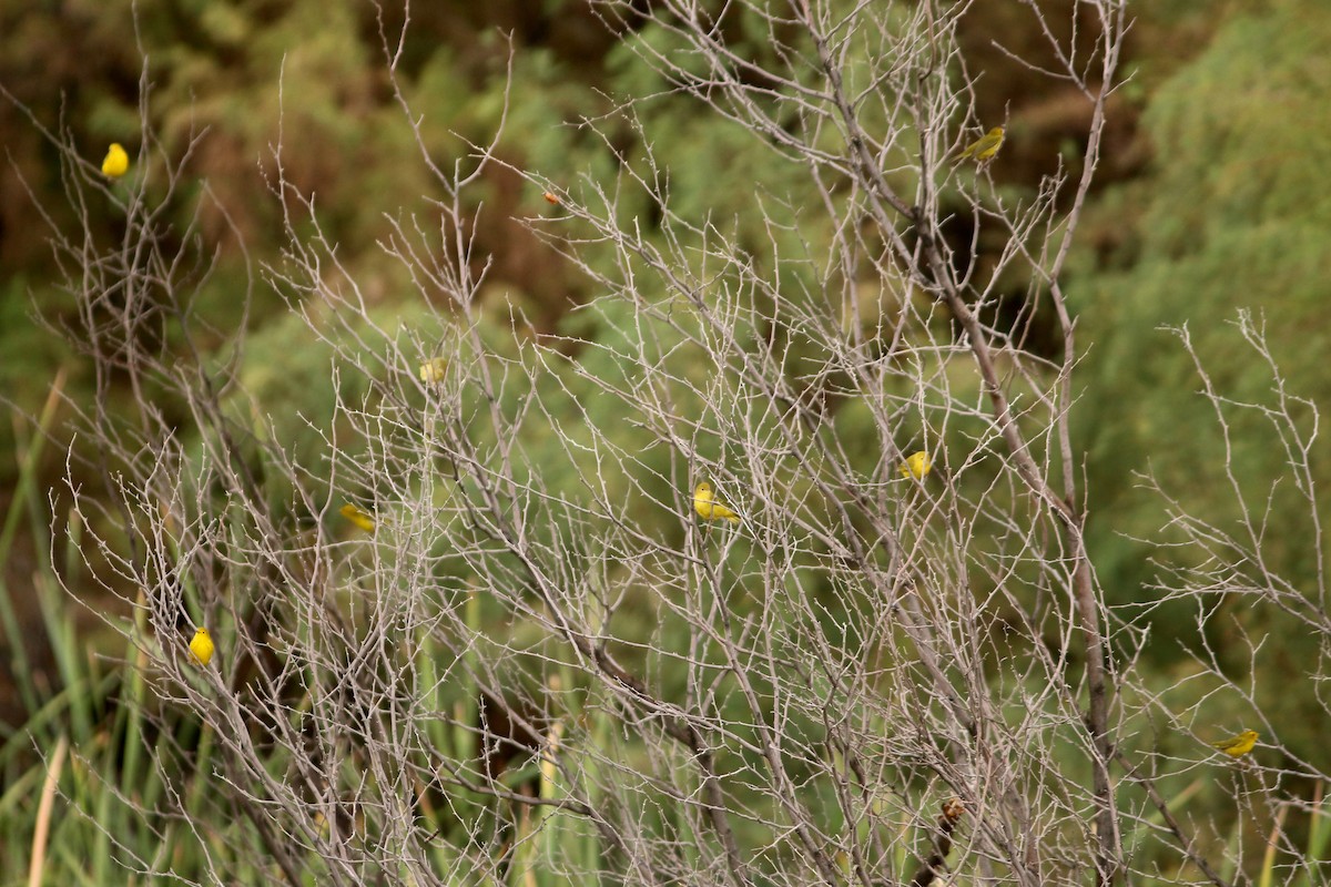 Yellow Warbler - ML479954101
