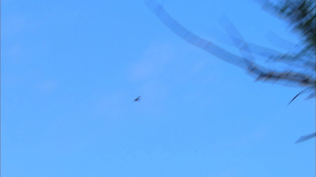 Scissor-tailed Flycatcher - ML479956
