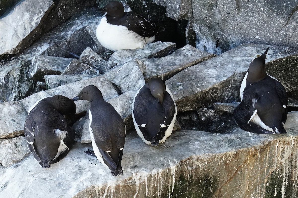 Thick-billed Murre - ML479959541