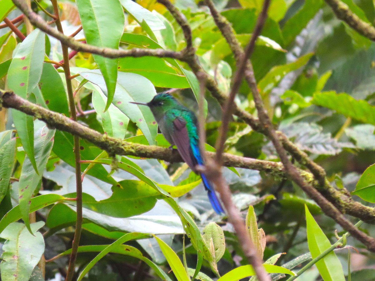 Long-tailed Sylph - ML479960121