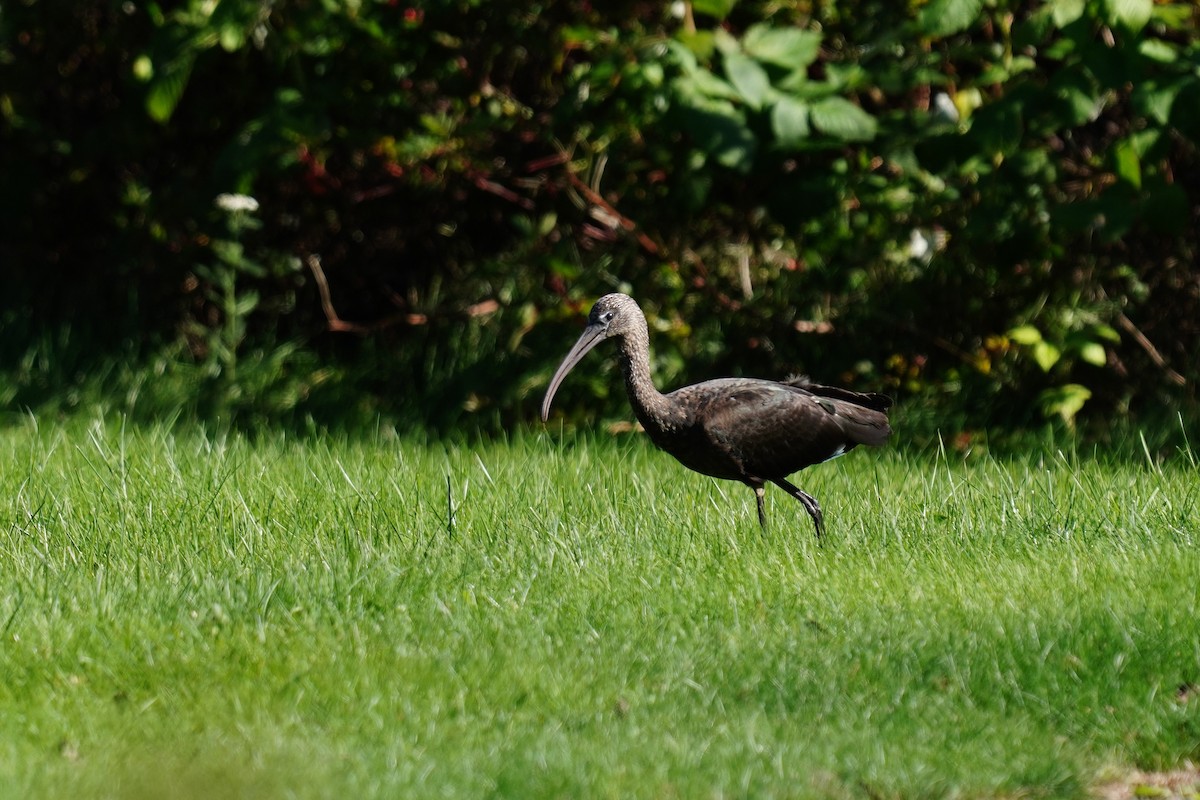 ibis hnědý - ML479963541