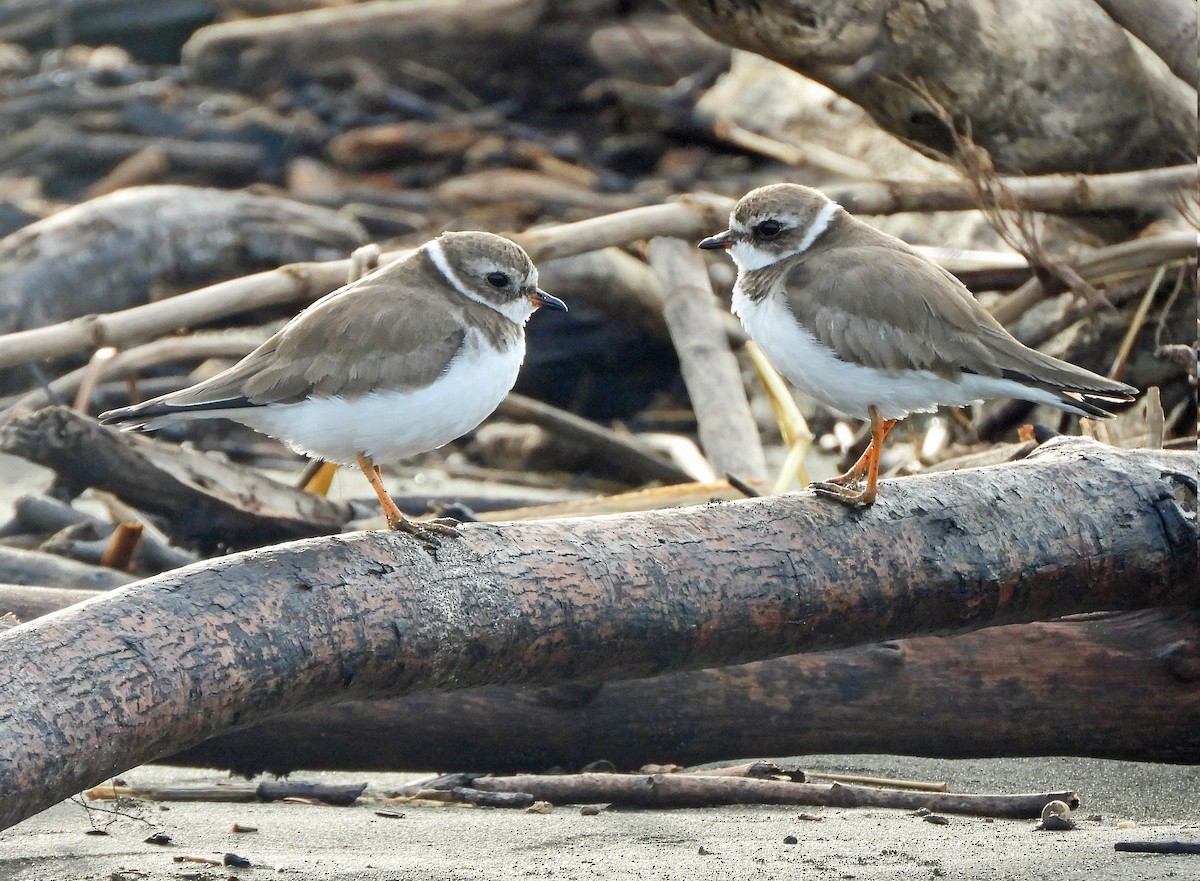 Semipalmated Plover - ML479965491