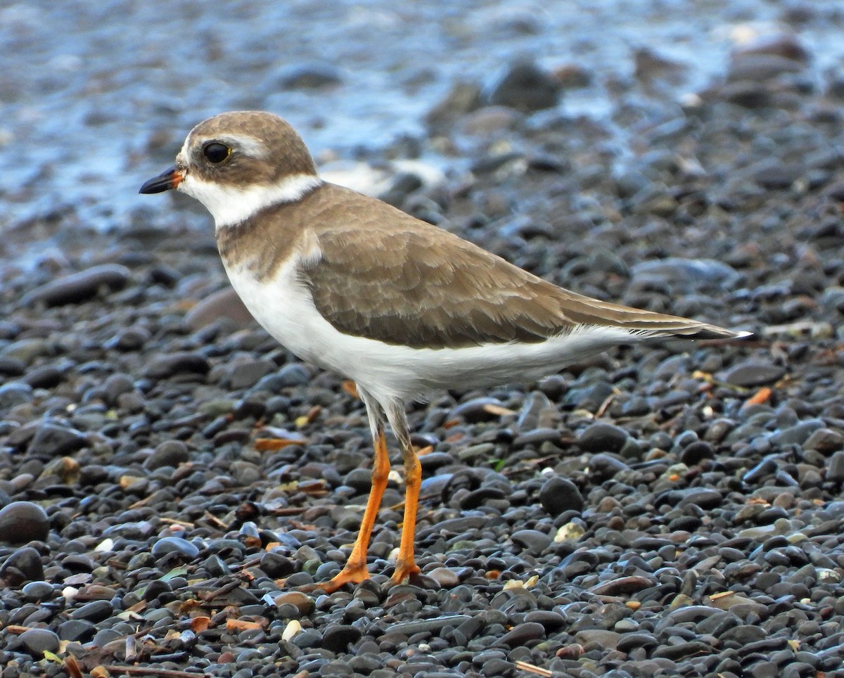 Semipalmated Plover - ML479965501