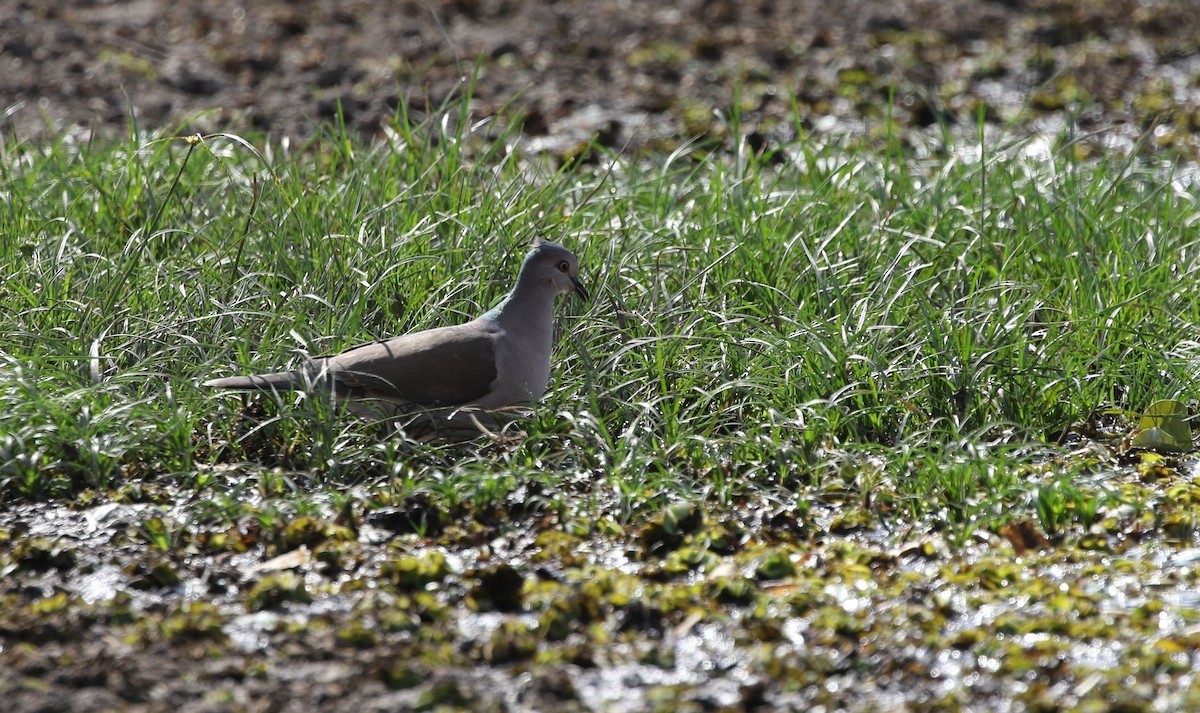 White-tipped Dove - Richard Greenhalgh