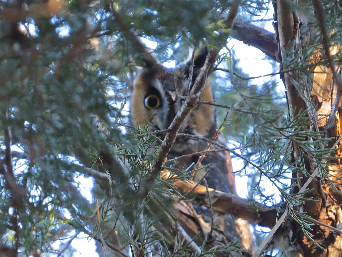 Long-eared Owl - Benjamin Murphy