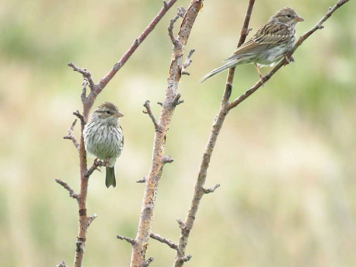 Chipping Sparrow - ML479976951