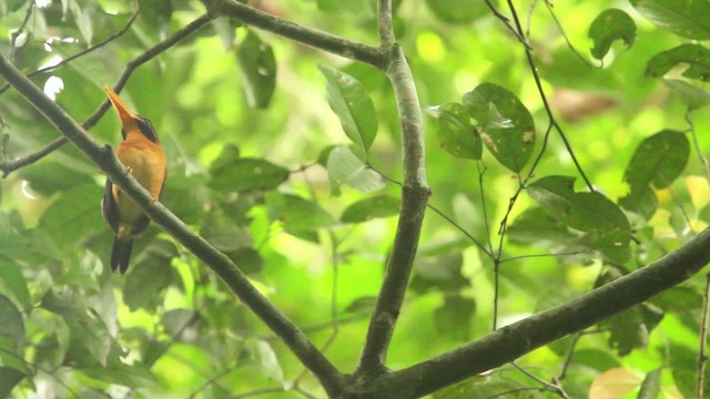 Rufous-collared Kingfisher - ML479981