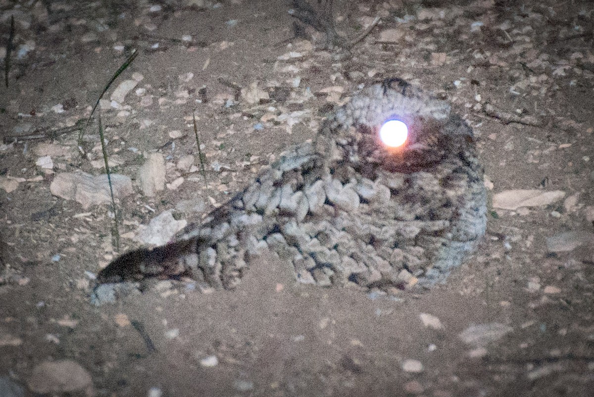 Common Poorwill - Roger Shaw