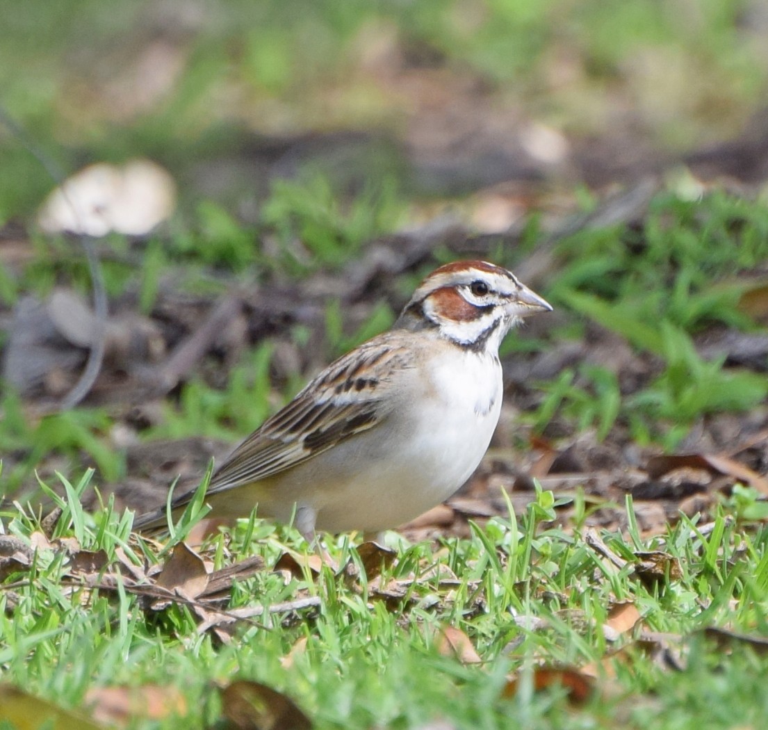 Lark Sparrow - John Bruin