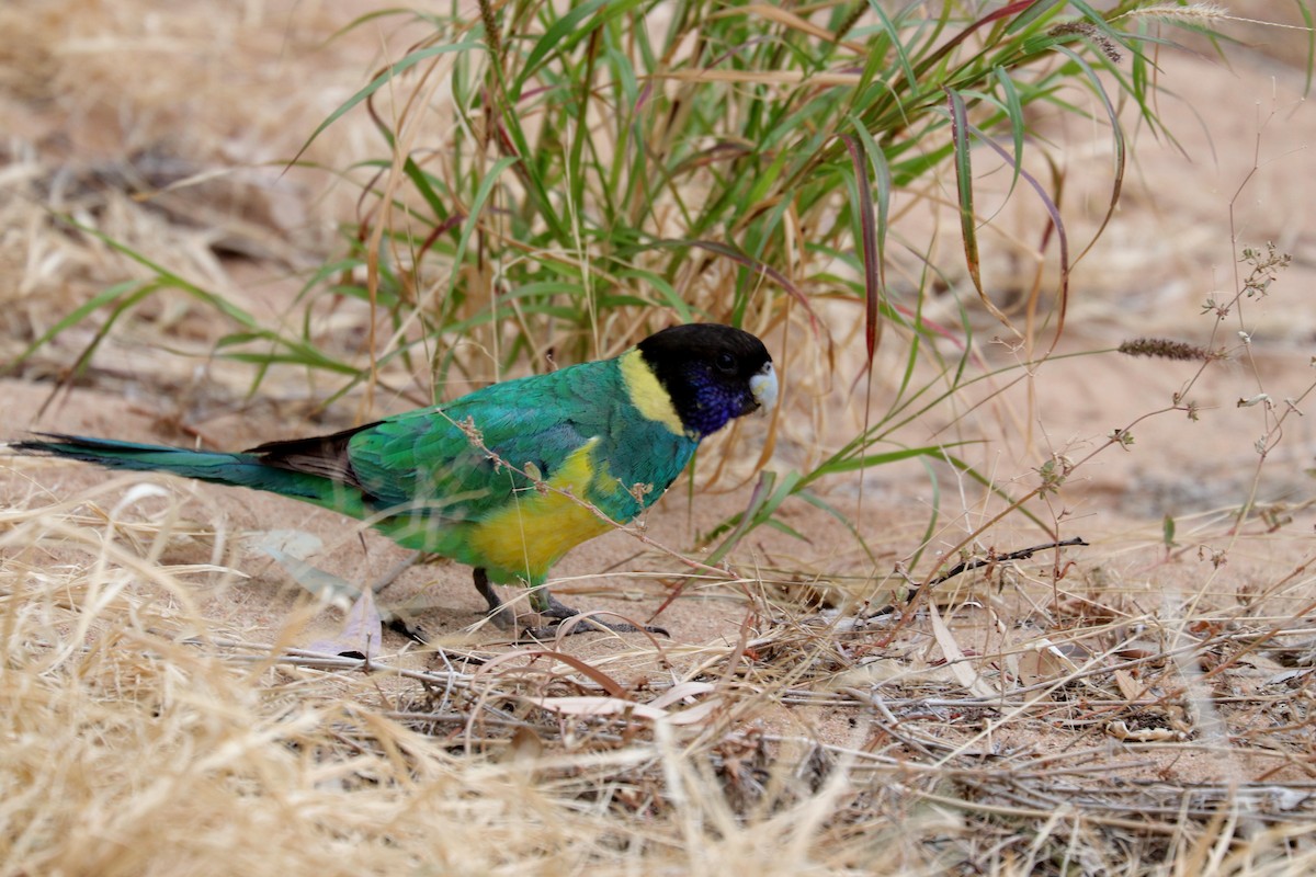 Australian Ringneck Joelle Finley