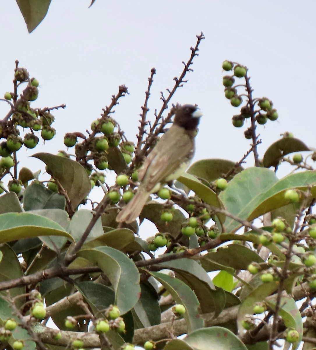 Yellow-bellied Seedeater - ML479988631