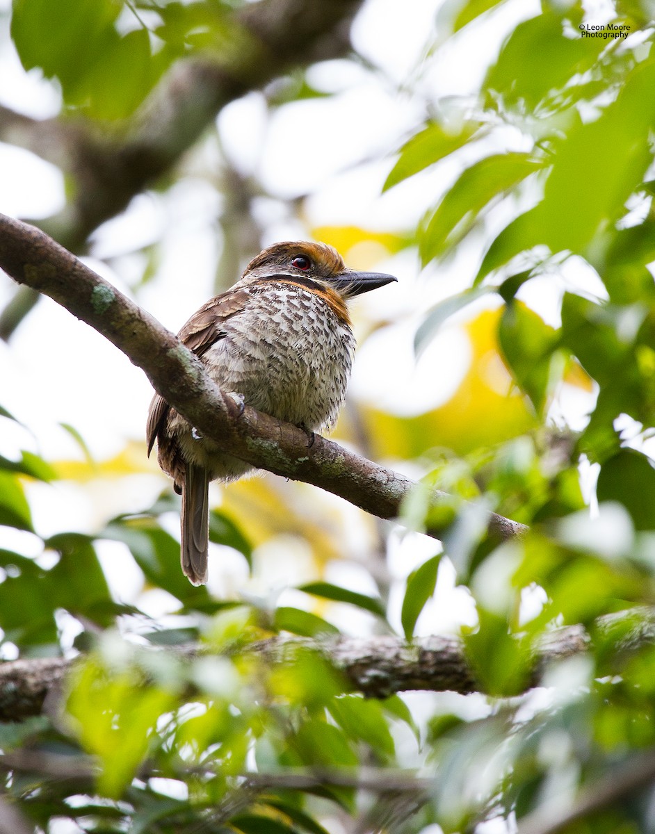 Spotted Puffbird - Leon Moore