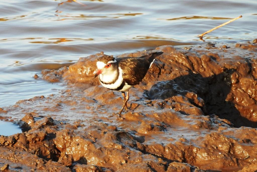 Three-banded Plover (African) - ML479991241