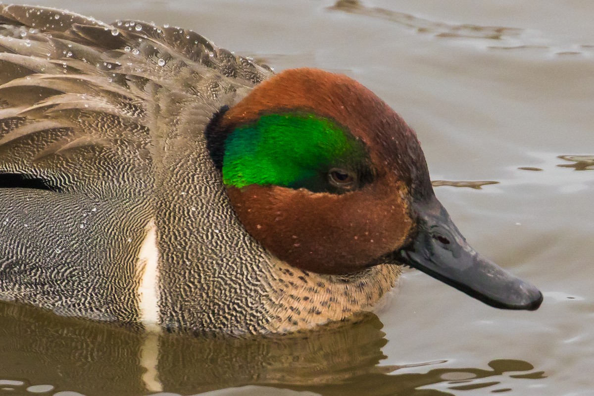 Green-winged Teal - ML47999321