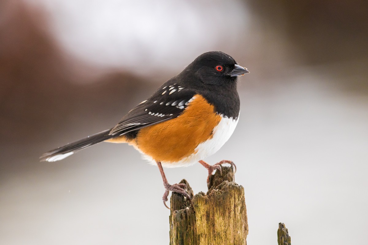 Spotted Towhee - ML47999501
