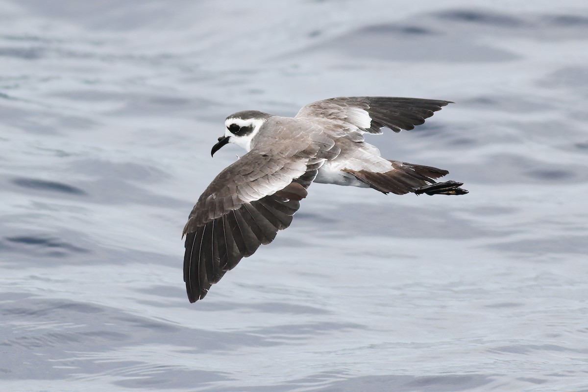 White-faced Storm-Petrel - ML479996961