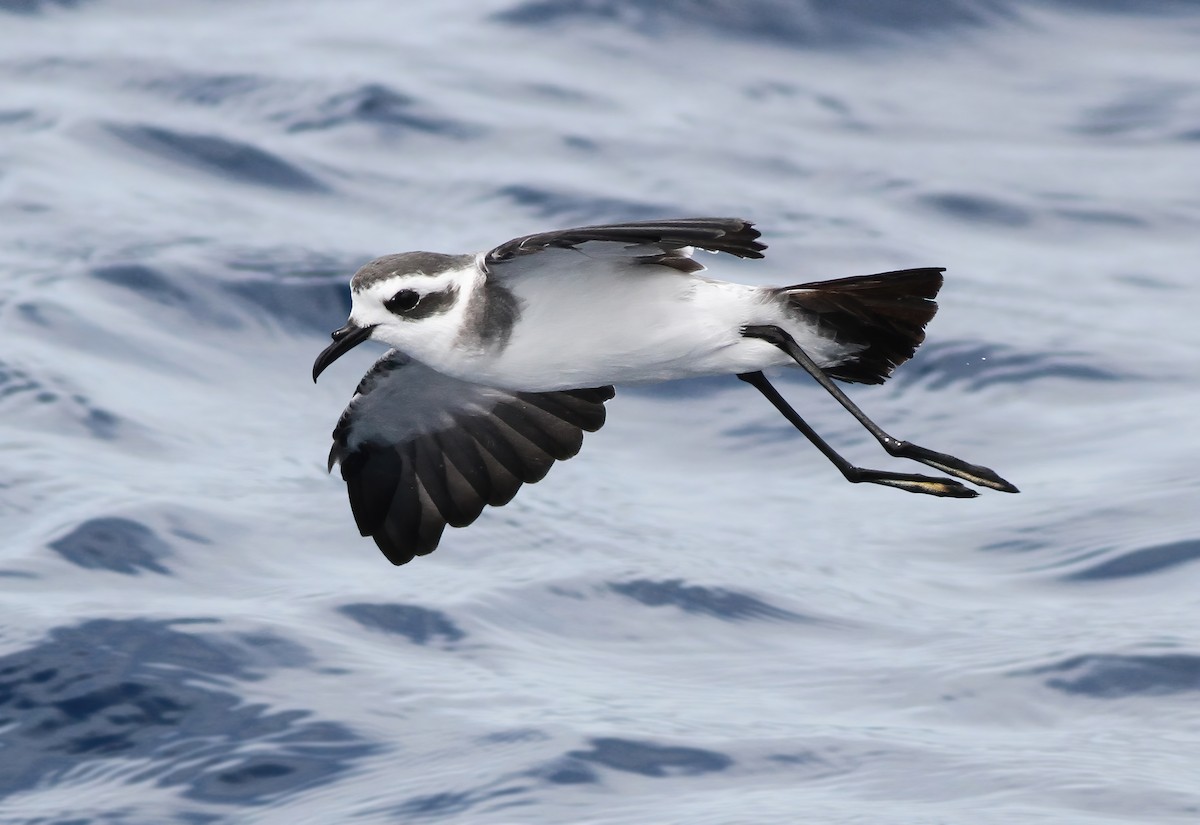 White-faced Storm-Petrel - ML479996971