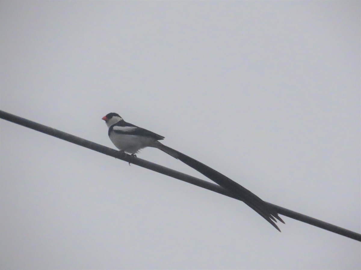 Pin-tailed Whydah - ML480000421