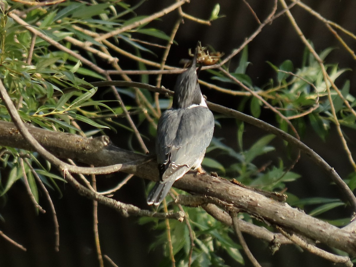 Belted Kingfisher - ML480002861