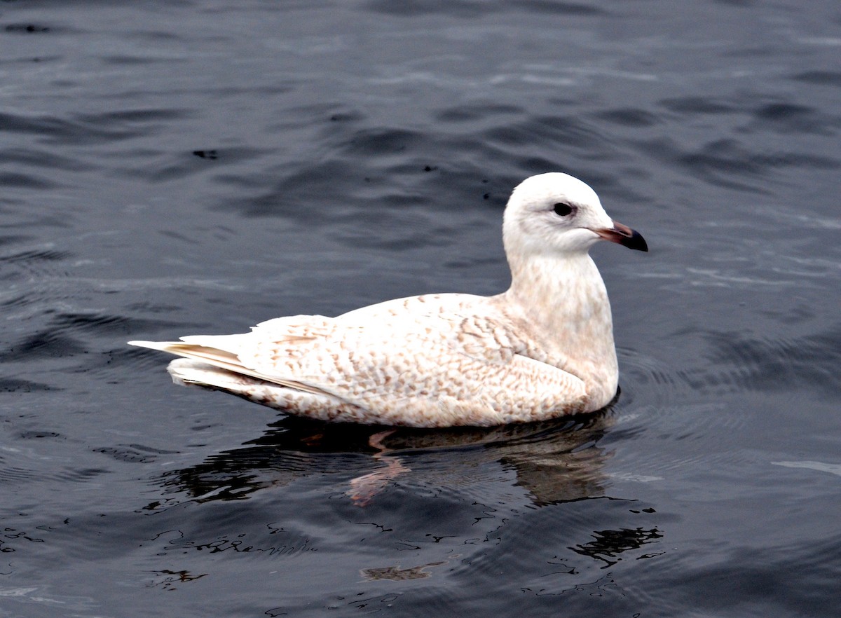 Iceland Gull (kumlieni/glaucoides) - Van Remsen