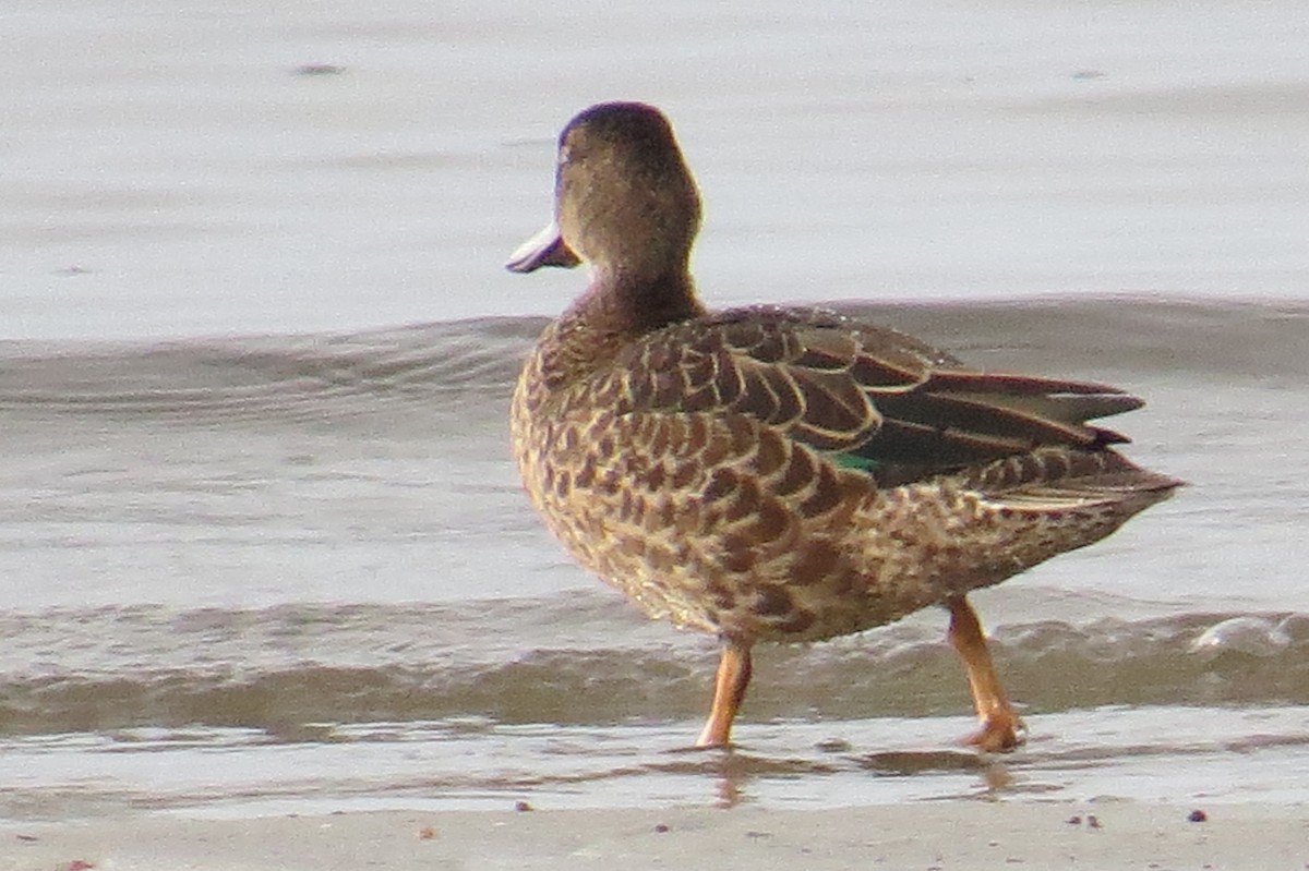 Blue-winged Teal - ML480008541