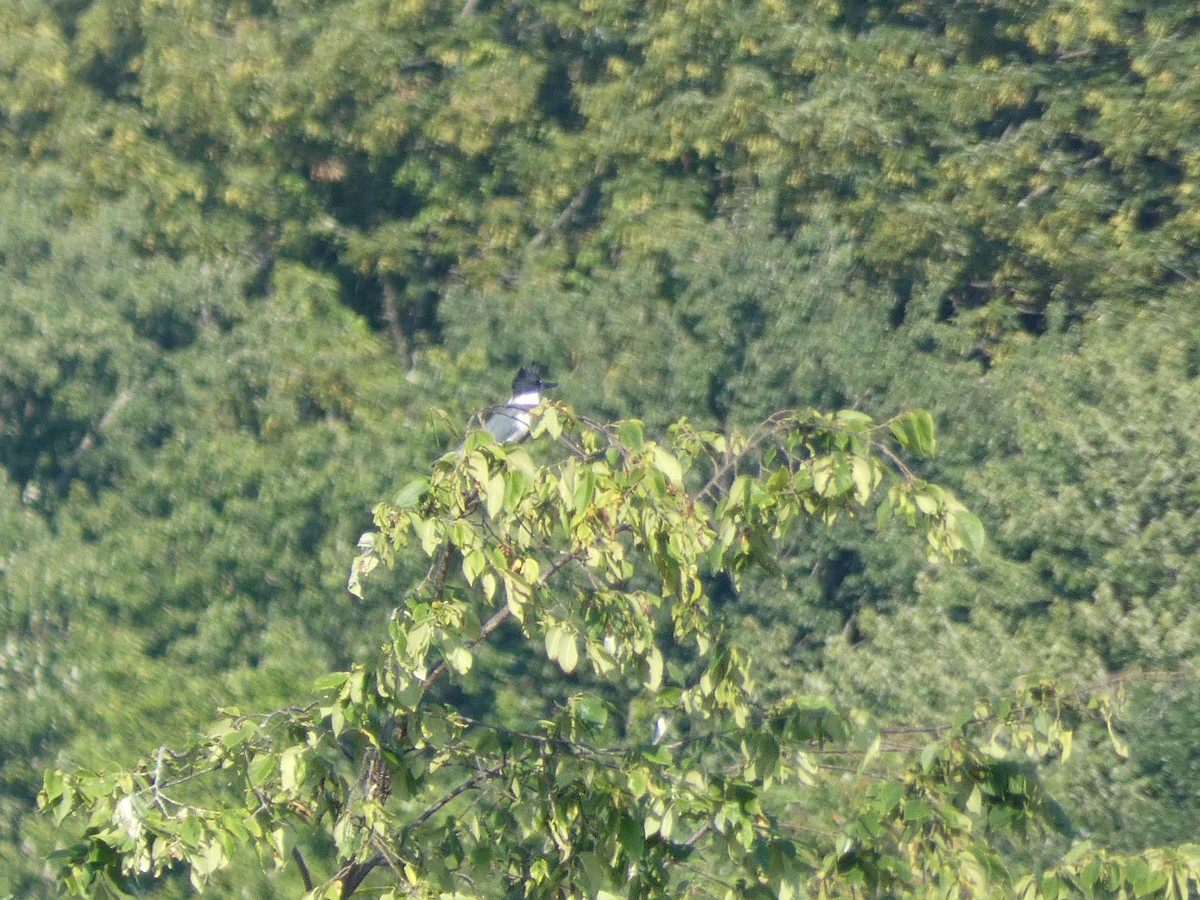 Belted Kingfisher - ML480010841