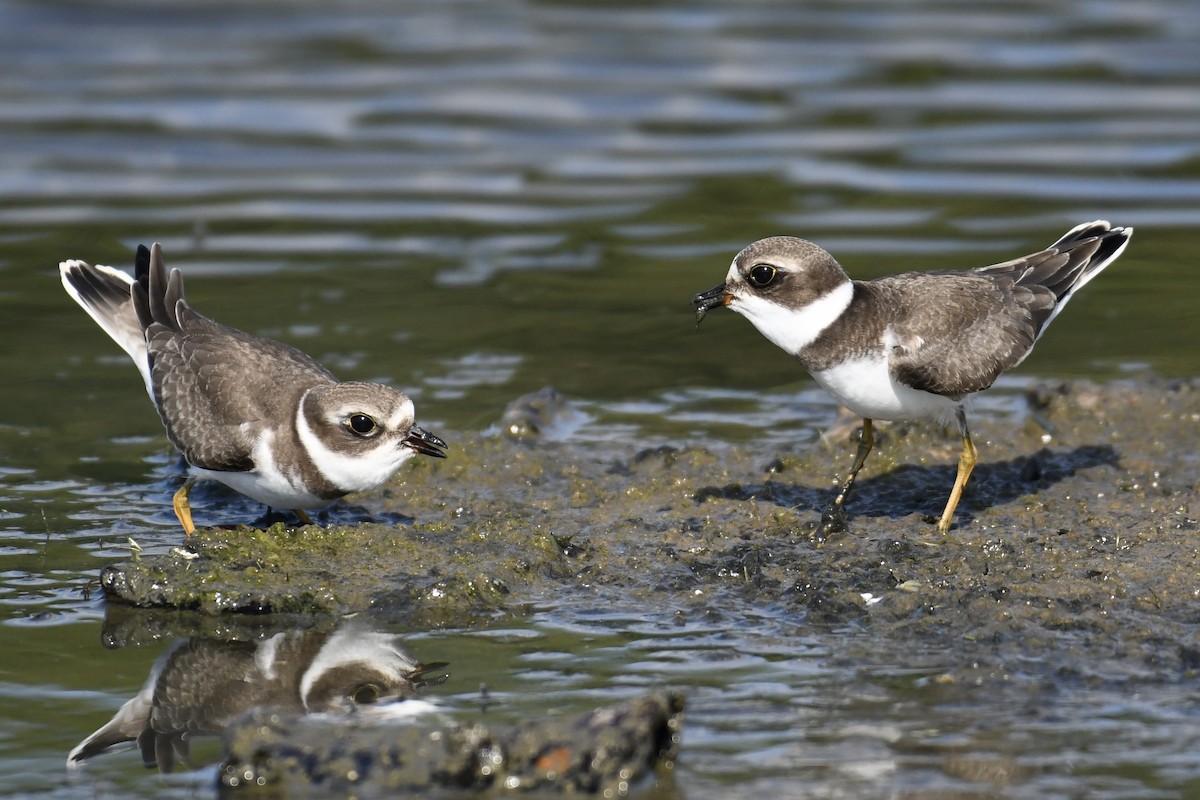 Semipalmated Plover - ML480013061