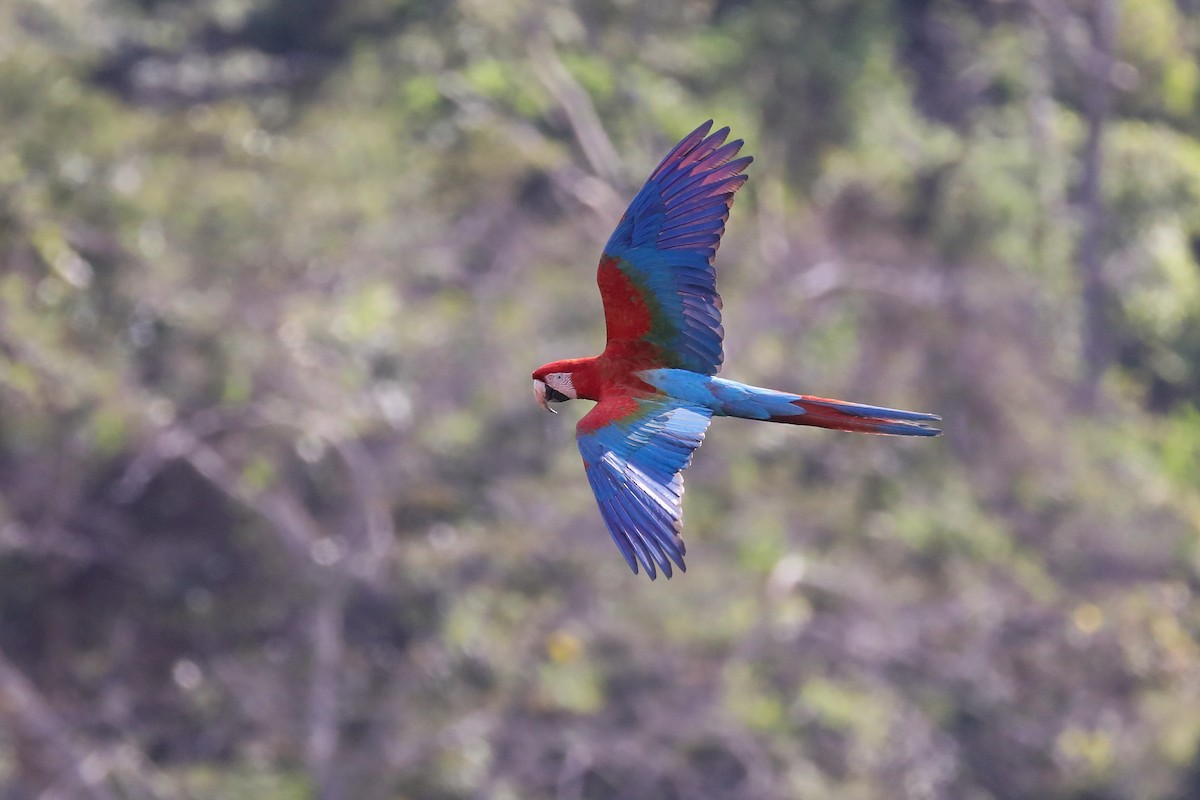 Red-and-green Macaw - ML480014441