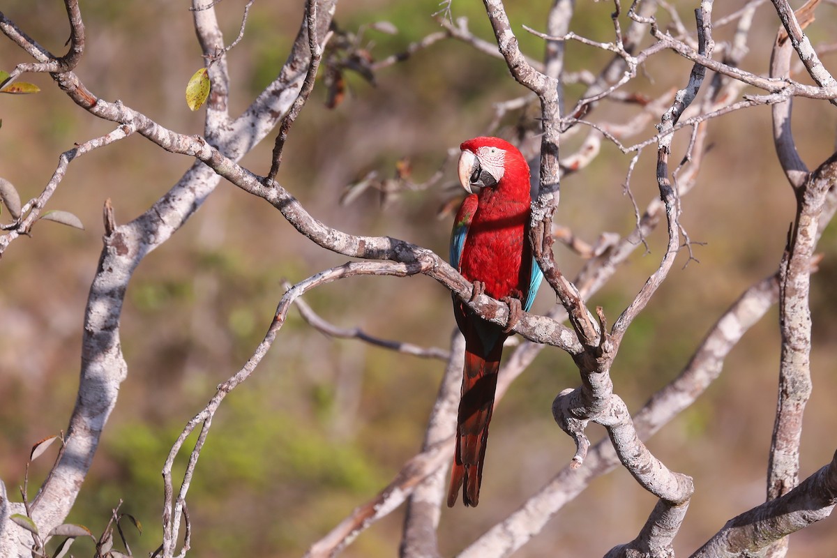Red-and-green Macaw - ML480014451