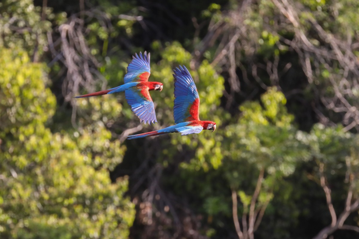 Red-and-green Macaw - ML480014461