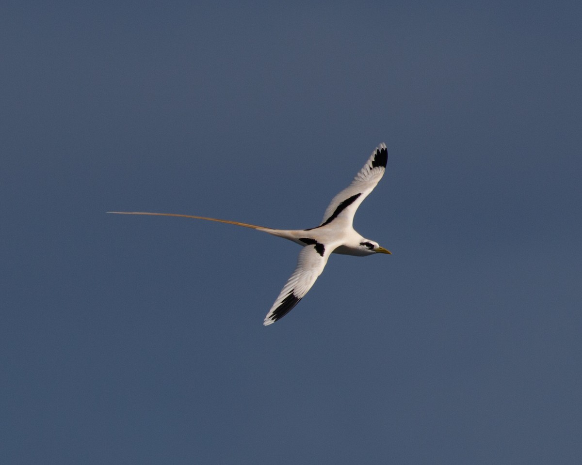White-tailed Tropicbird - ML480018071