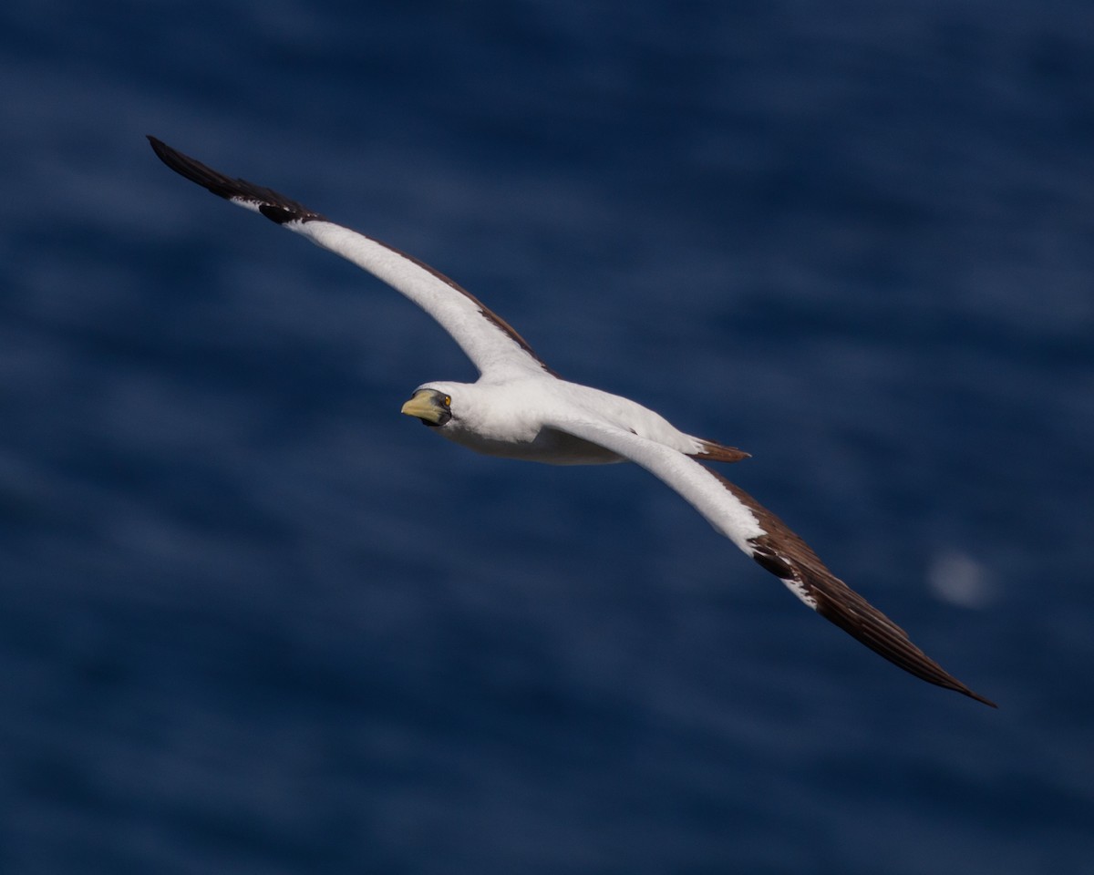 Masked Booby - ML480018361