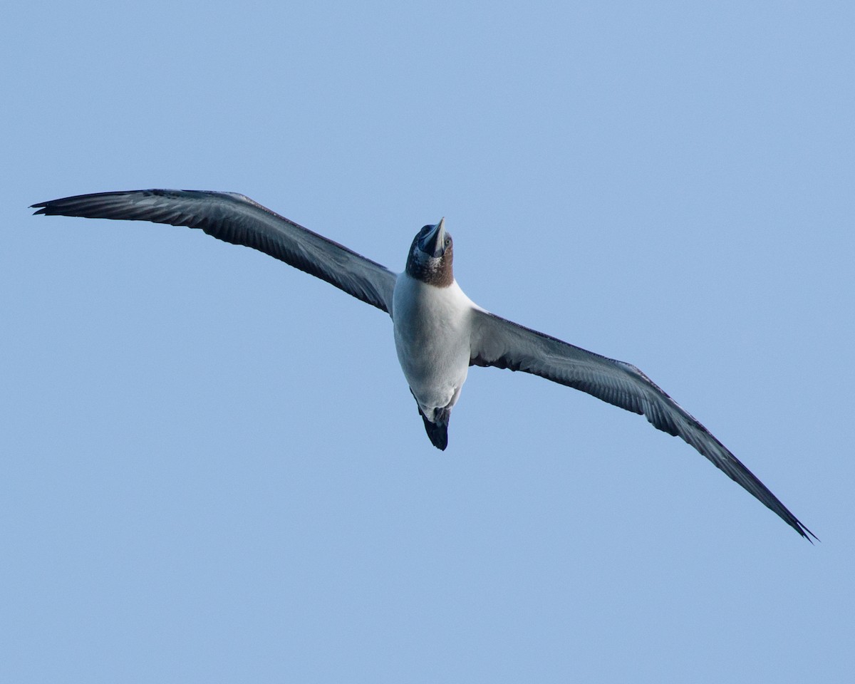 Masked Booby - ML480018371
