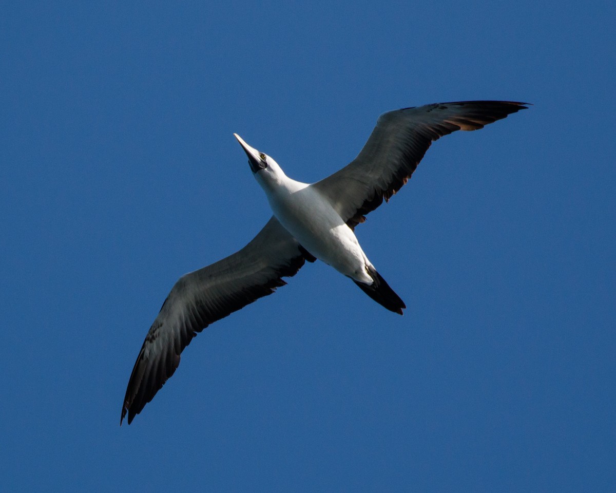 Masked Booby - ML480018381