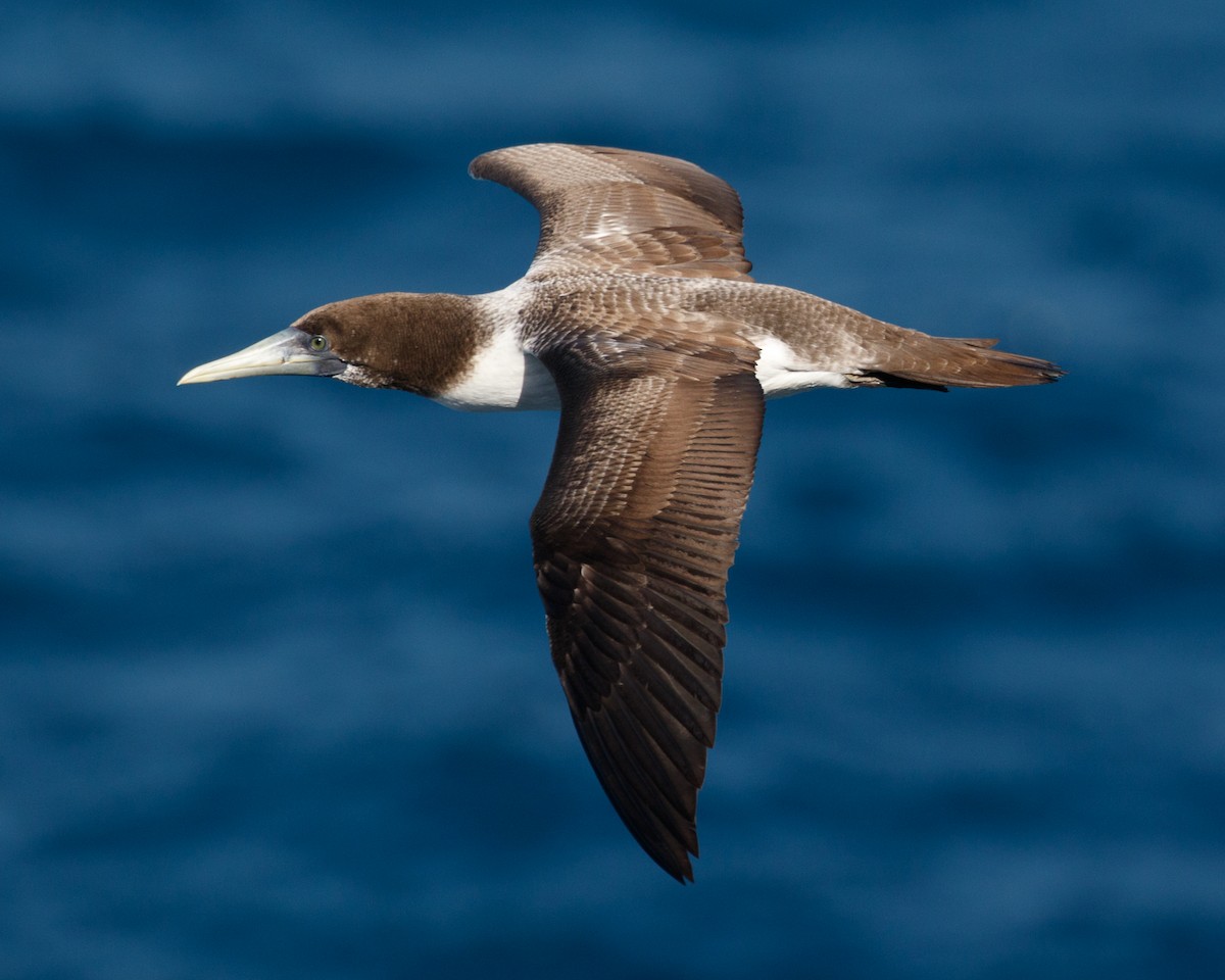 Masked Booby - ML480018401