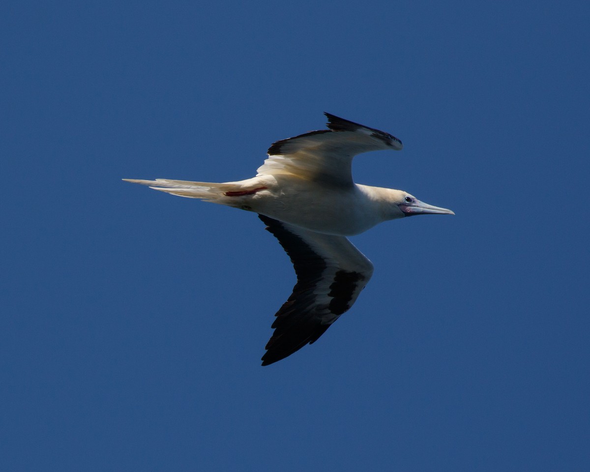 Red-footed Booby (Atlantic) - Silvia Faustino Linhares