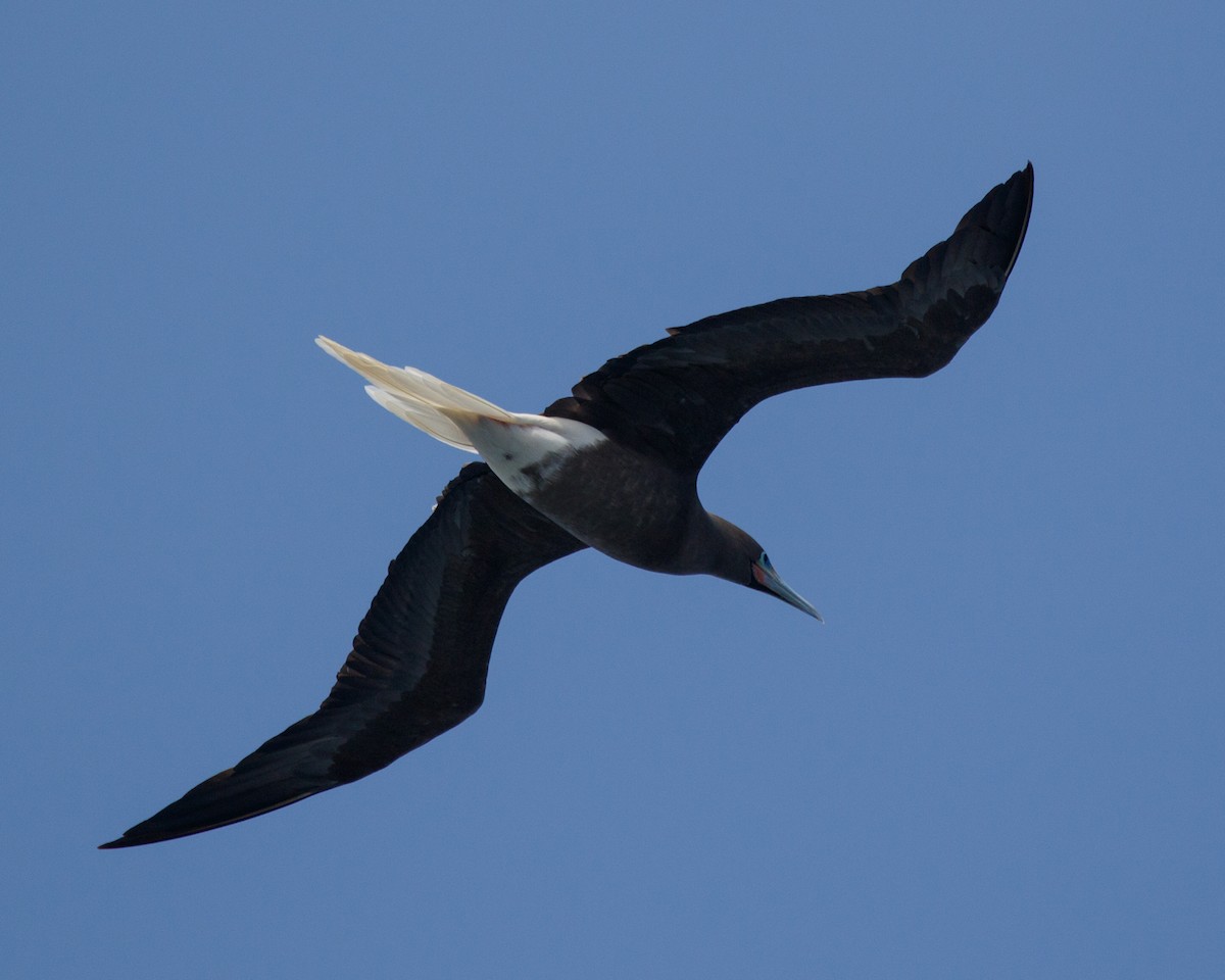 Red-footed Booby (Atlantic) - ML480018461