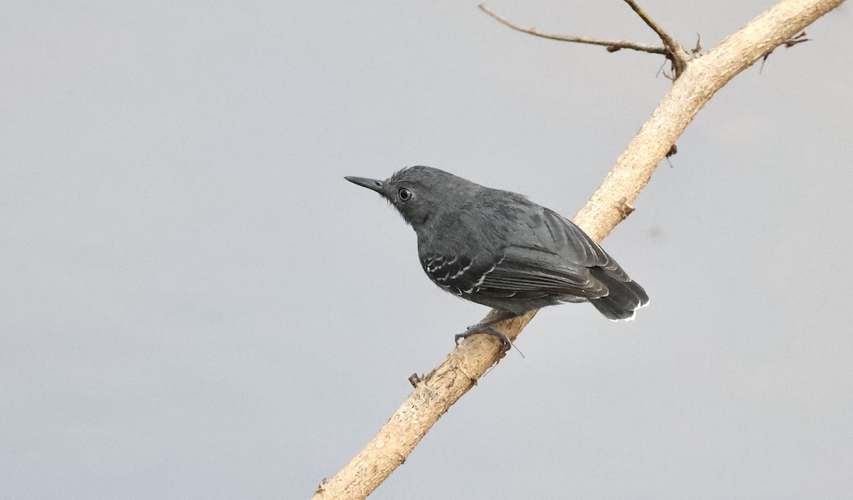 Black-chinned Antbird - ML480018791