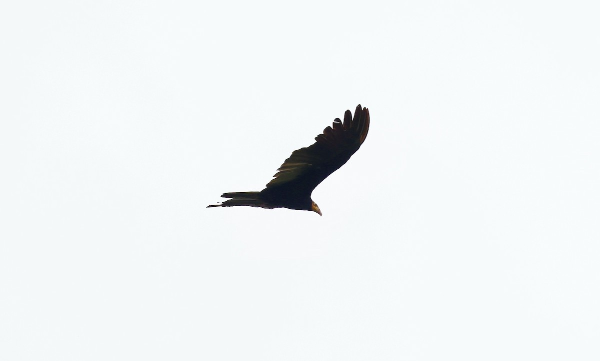 Greater Yellow-headed Vulture - ML480021411